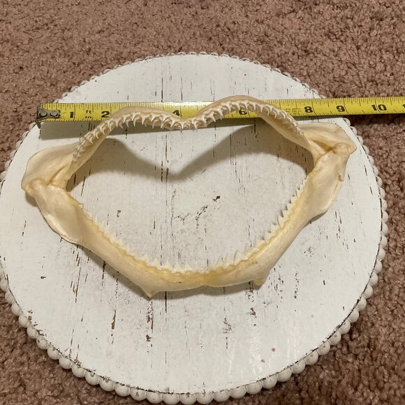 Shark teeth - Picture 5 of 7